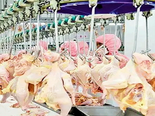 肉雞屠宰臭氣怎麽處理